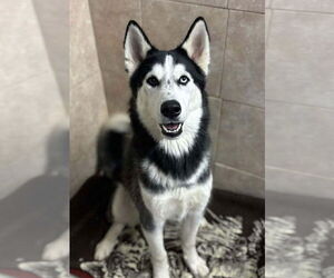Siberian Husky Dogs for adoption in Matawan, NJ, USA