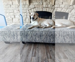 Great Pyrenees-Unknown Mix Dogs for adoption in Houston, TX, USA