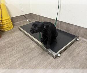 Mutt Dogs for adoption in Pasadena, CA, USA
