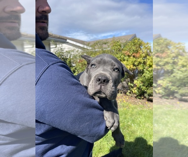Medium Photo #7 Cane Corso Puppy For Sale in KEIZER, OR, USA