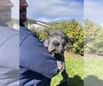 Litter of 3 - Male Cane CorsoLitter of Puppies for Sale - Photo #7