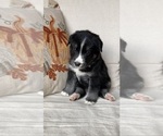 Puppy 3 Labrador Retriever-Siberian Husky Mix