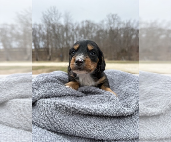 Medium Photo #1 Dachshund Puppy For Sale in MARSHFIELD, MO, USA