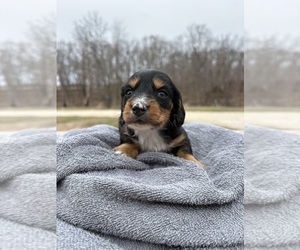Dachshund Puppy for sale in MARSHFIELD, MO, USA