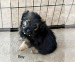 Puppy Bruce Wayne Miniature Schnauzzie