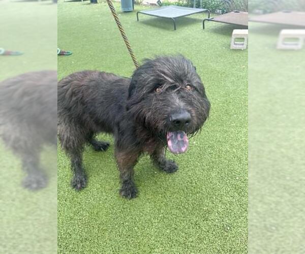 Medium Photo #1 GIANT SCHNAUZER -Unknown Mix Puppy For Sale in Pasadena, TX, USA