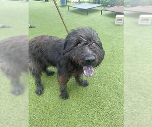 GIANT SCHNAUZER -Unknown Mix Dogs for adoption in Pasadena, TX, USA