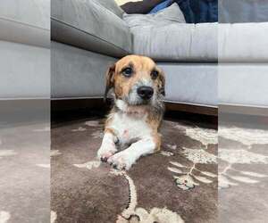 Beagle-Unknown Mix Dogs for adoption in New York, NY, USA