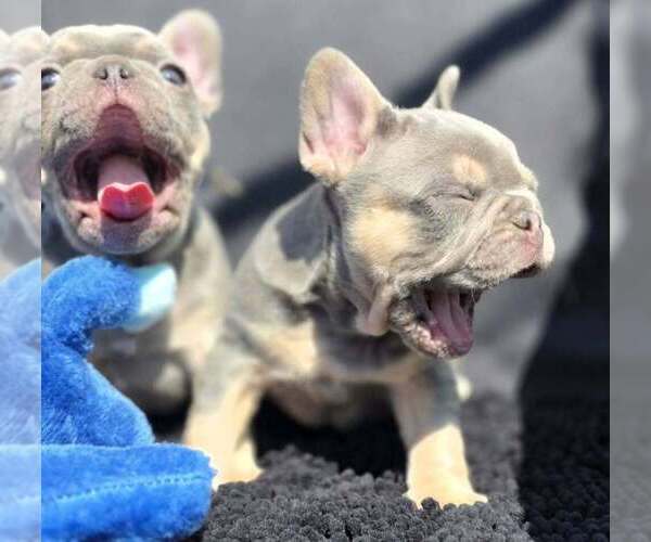 Medium Photo #8 French Bulldog Puppy For Sale in BOSTON, KY, USA