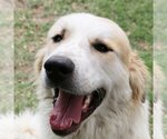Small Great Pyrenees