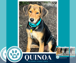 Small #4 Labrador Retriever Mix
