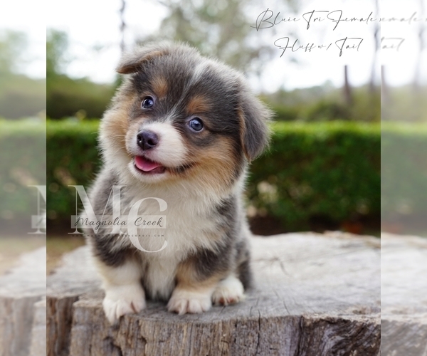 Medium Photo #1 Pembroke Welsh Corgi Puppy For Sale in FLORALA, AL, USA