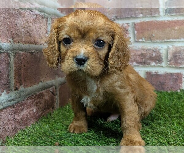 Medium Photo #1 Cavalier King Charles Spaniel Puppy For Sale in MOBERLY, MO, USA