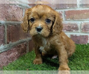 Cavalier King Charles Spaniel Puppy for sale in MOBERLY, MO, USA