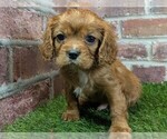 Image preview for Ad Listing. Nickname: Louie AKC