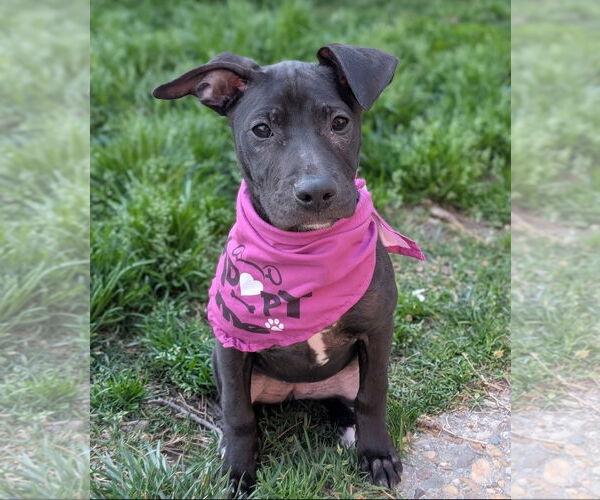 Medium Photo #3 American Pit Bull Terrier-American Staffordshire Terrier Mix Puppy For Sale in Chester, VA, USA