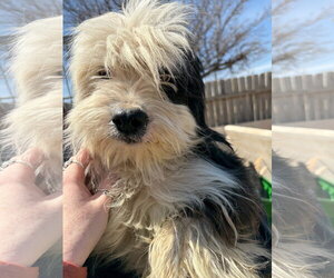 Maltese-Unknown Mix Dogs for adoption in Grafton, WI, USA