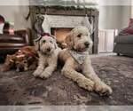 Small Photo #17 Goldendoodle Puppy For Sale in CORRYTON, TN, USA