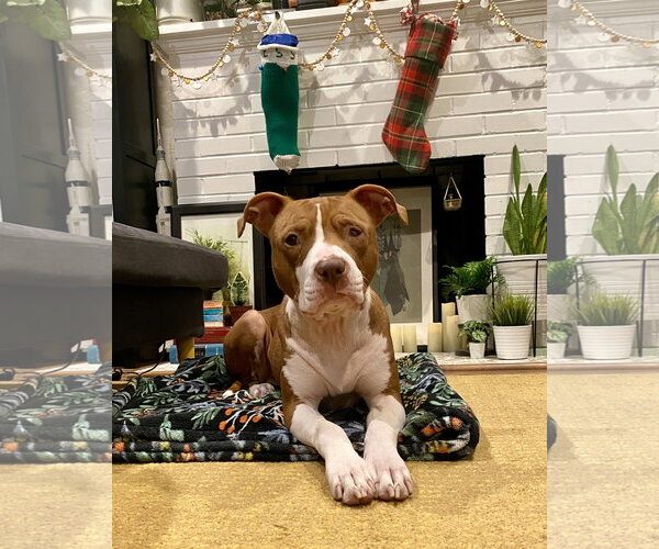 Medium Photo #3 American Pit Bull Terrier-Unknown Mix Puppy For Sale in Davis, CA, USA