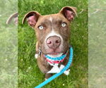 Small #24 American Pit Bull Terrier Mix