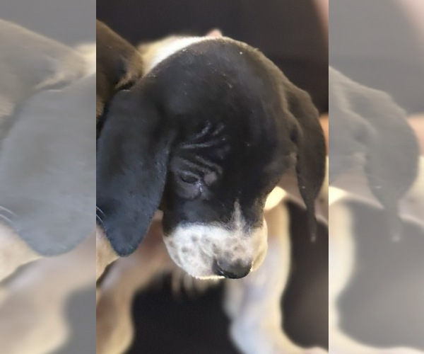Medium Photo #3 Bluetick Coonhound Puppy For Sale in PETALUMA, CA, USA