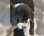 Small #2 Bluetick Coonhound