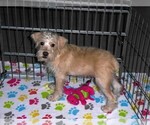 Small #7 Schnoodle (Miniature)