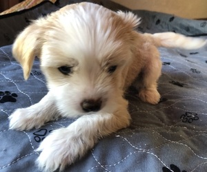 Chinese Crested Puppy for sale in EUGENE, OR, USA