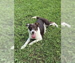 Small #7 Border Collie Mix