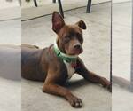 Small #2 Mutt