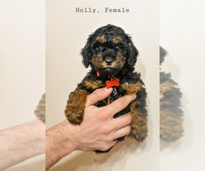 Aussiedoodle Miniature Puppy for sale in MARYSVILLE, WA, USA