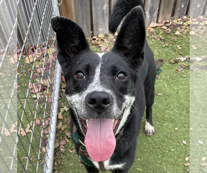 Border Collie-Unknown Mix Dogs for adoption in Highland, IL, USA