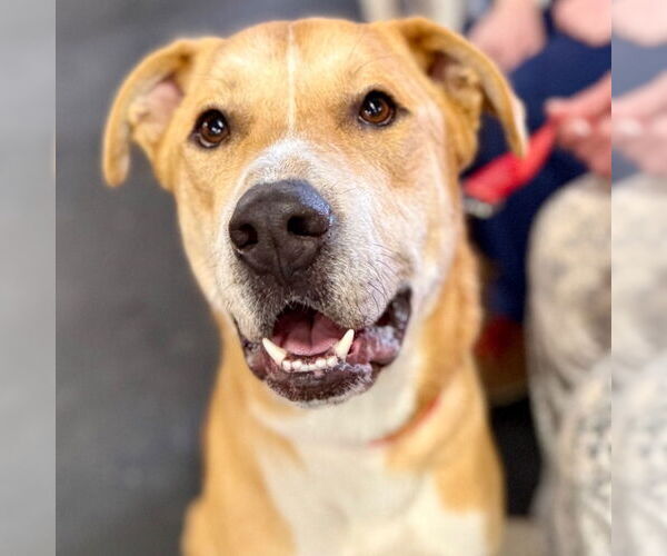 Medium Photo #5 Labrador Retriever-Unknown Mix Puppy For Sale in Canton, CT, USA