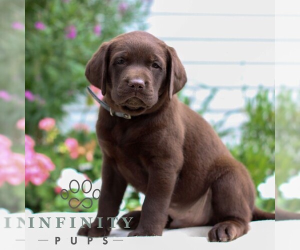 Medium Photo #3 Labrador Retriever Puppy For Sale in JONESTOWN, PA, USA