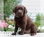 Small #2 Labrador Retriever