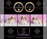 Small Photo #46 Cavalier King Charles Spaniel Puppy For Sale in WARSAW, IN, USA