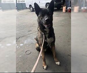 Kobe - Male German Shepherd Dog Dog for Adoption - Photo #2