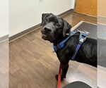 Small #36 American Pit Bull Terrier Mix