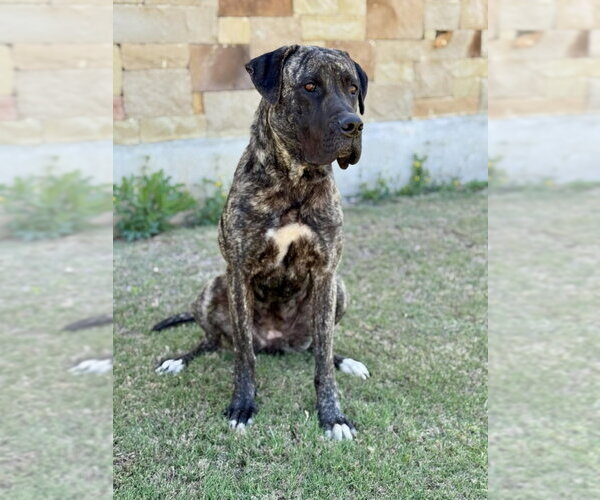 Medium Photo #3 Mutt Puppy For Sale in PIPE CREEK, TX, USA