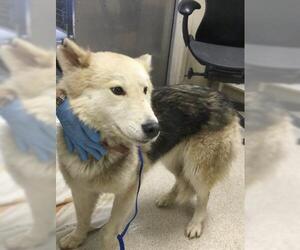 Siberian Husky Dogs for adoption in Riverside, CA, USA