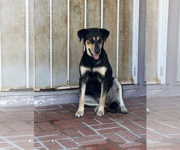 Medium Photo #8 Labrador Retriever-Unknown Mix Puppy For Sale in San Diego, CA, USA
