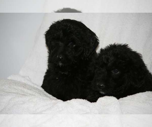 Full screen Photo #13 Newfoundland-Shepadoodle Mix Puppy For Sale in SHEBOYGAN FALLS, WI, USA