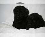 Small Photo #13 Newfoundland-Shepadoodle Mix Puppy For Sale in SHEBOYGAN FALLS, WI, USA