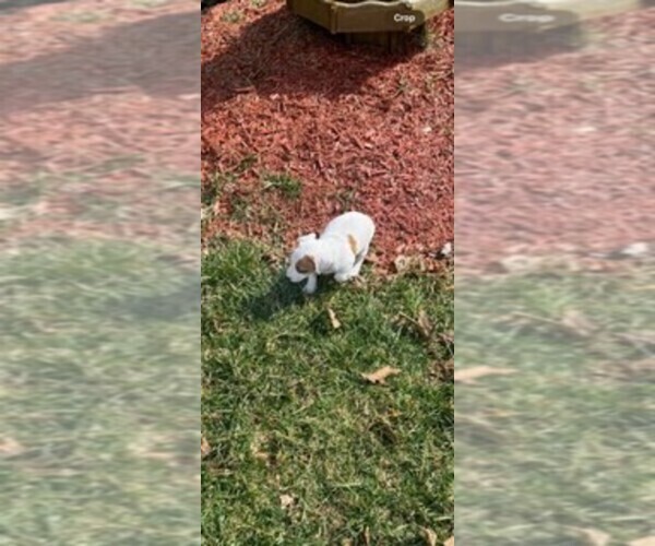 Medium Photo #3 Jack Russell Terrier Puppy For Sale in HAMDEN, CT, USA