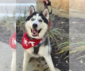 Siberian Husky Dogs for adoption in Euless, TX, USA