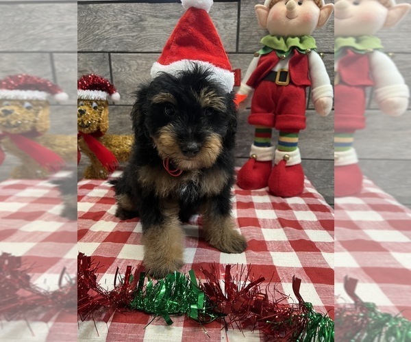Medium Photo #2 Miniature Bernedoodle-Poodle (Miniature) Mix Puppy For Sale in RICHMOND, IL, USA