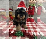 Small Photo #2 Miniature Bernedoodle-Poodle (Miniature) Mix Puppy For Sale in RICHMOND, IL, USA