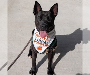 Ocean - Female American Staffordshire Terrier Dog for Adoption - Photo #2