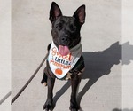 Small Photo #2 American Staffordshire Terrier Puppy For Sale in Lawrenceville, NJ, USA