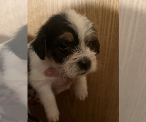 Malchi-Poodle (Miniature) Mix Puppy for sale in VENETA, OR, USA